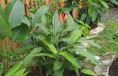 Tropical Hideaway! - Foto 20