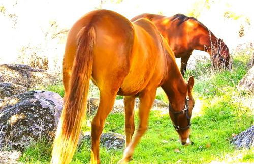 Quinta Do Marvao - Photo 53