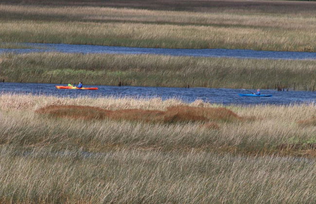 Kayaing Tour in The Valdivia River - Photo 5
