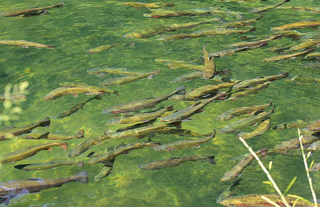 Apartment in a Charming Location on Forellenhof, Zorn Valley, Dabo - Foto 45