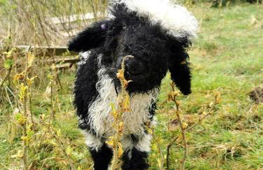 Glen Bay - 2 Bed Lodge on Friendly Farm Stay with Private Hot Tub - Foto 31