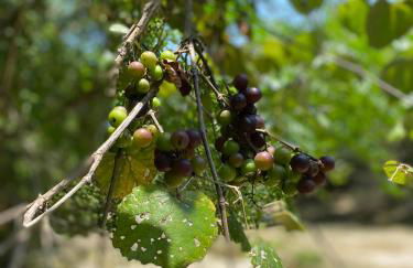 Cabin 1 Remote cabin next to Sam Houston National Forest - Foto 16