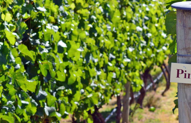 Tour de la cerveza y el vino por Queenstown y Gibbston - Foto 1