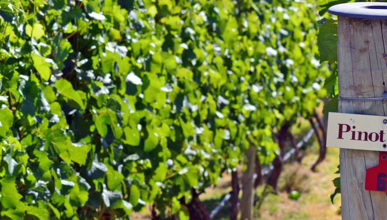 Queenstown & Gibbston: Beer & Wine Tour