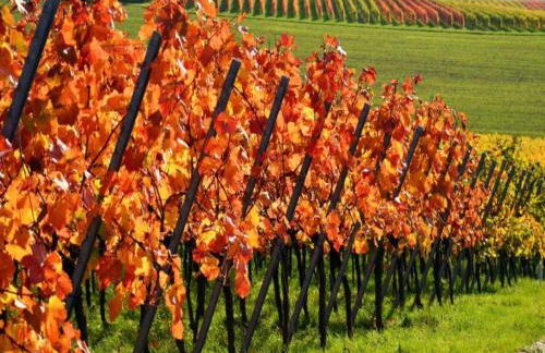 Weinberg-ferienwohnung, Oberrotweil - Foto 49