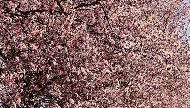 Zuhäusl am Chiemsee Appartements - Foto 2