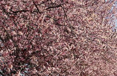 Zuhäusl am Chiemsee Appartements - Foto 2