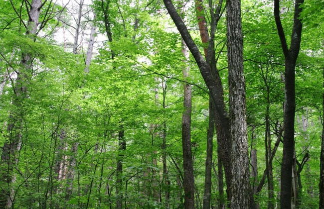 La Roche Cozy Forest Escape - Photo 34