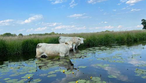Ferienwohnung AllerStall - Foto 4