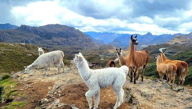 Make the most of your trip from Cuenca to Guayaquil