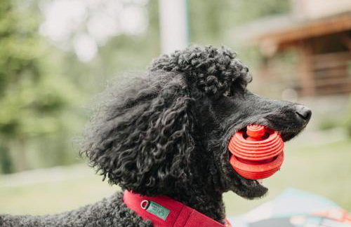 Osada Jelonki Wielka Puszcza - Foto 56