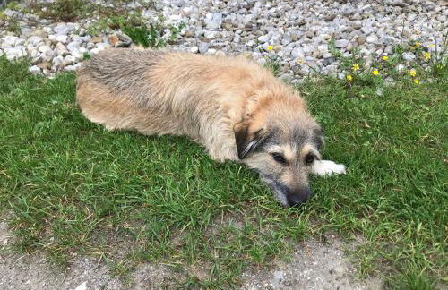 Beim-Hofbauer - Foto 20