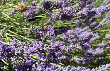 Gîte l’Inattendu - Foto 65