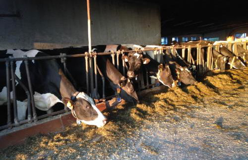 Ferienhof Löw - Photo 22