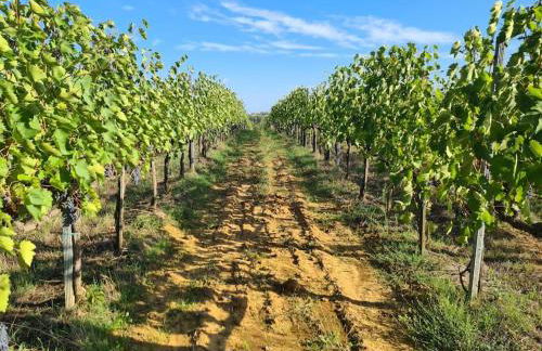 Montepulciano - La Casetta del Pian delle Noci - Foto 49