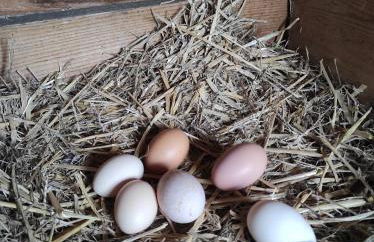 Studio Nature & Calme, Lac et Forêt à Pied - Foto 24