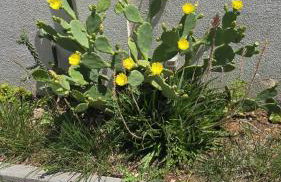 Villa Sucuraj - Foto 47