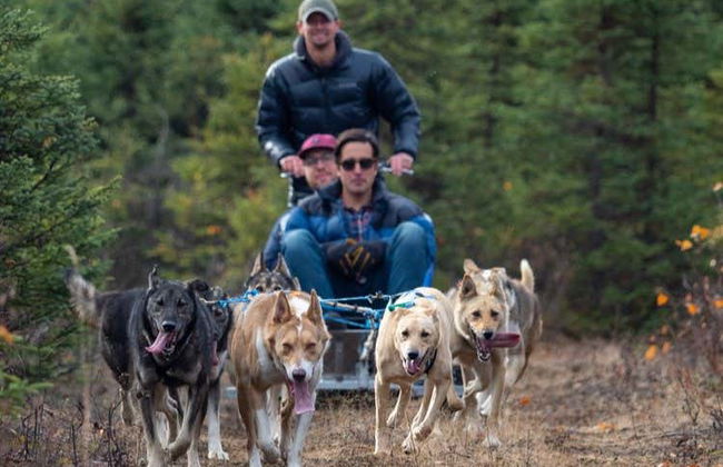 Mushing en Willow, paseo en trineo de perros en verano - Foto 2