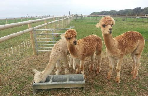 Jurassic Loft Apartment - Foto 12