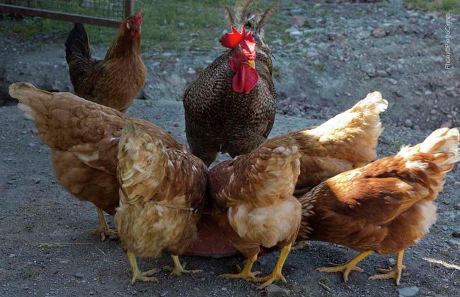 Apartment in Radda With Garden - Foto 39