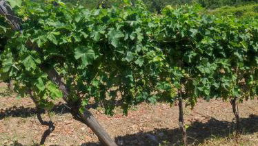 Tenuta del Bifan - Photo 5