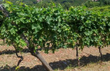 Tenuta del Bifan - Photo 5