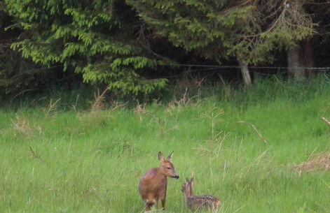 Lodges at the Mains - Photo 22