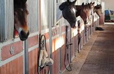 Domaine équestre de la Chênaie - Foto 55