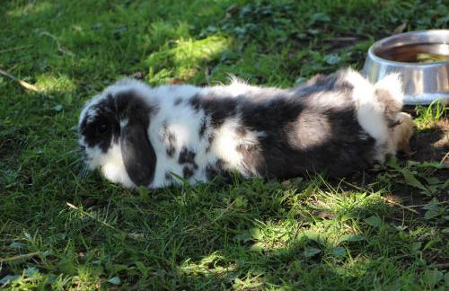 Zur Alten Schmiede mit Museum - Foto 37