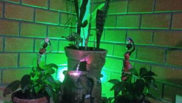 Sol do Girassol - Foto 4