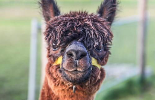 Bungalow auf Ferienhof Janssen - Photo 11