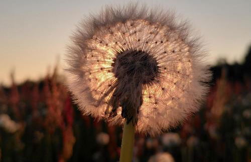 Ferienhaus Schellerhäusl - Foto 37