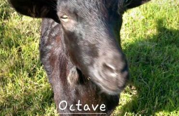 Gîte de l'Alliance 6 à 10 personnes en bord de mer - Photo 22