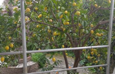 The Lemon House by The Sea - Foto 28