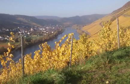 Weingut Matthias Dauns - Foto 46