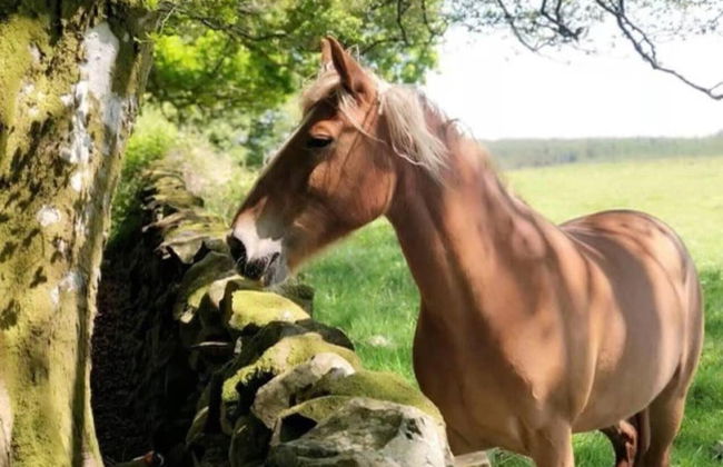 Stunning 2-bed Apartment in Newton Stewart - Photo 22