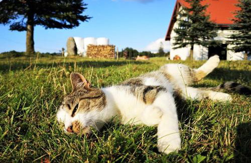 Dylewianka - Foto 13