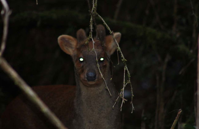 Senderismo nocturno por el Parque Tepuhueico - Foto 7