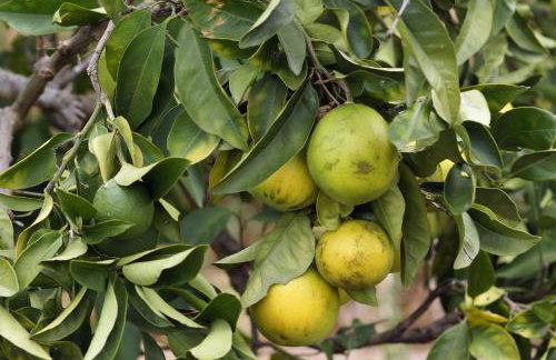 Apartments Solta - Foto 47