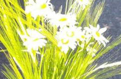 Maison charmante à Prat-Bonrepaux avec vue sur la montagne - Foto 49