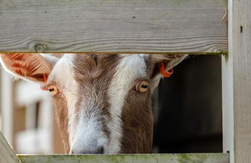 Campion Lodge - Photo 33