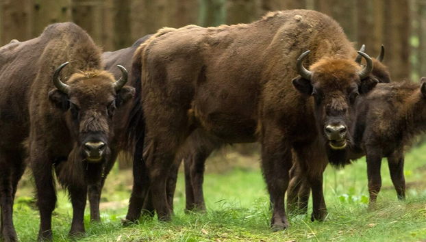 6 Person Holiday Home in Ronne - Foto 5, Servicios del alojamiento