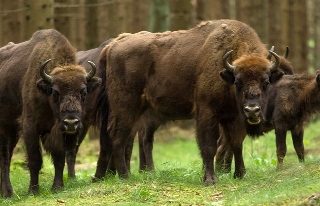 4 Person Holiday Home in Ronne - Photo 7