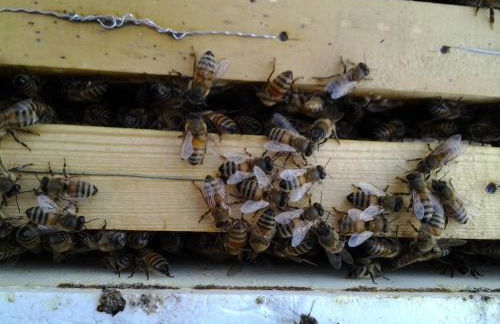 Agriturismo Terre Rosse Portofino - Foto 26