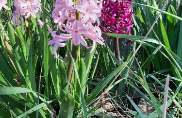 Studio Bas Verdon - Foto 4