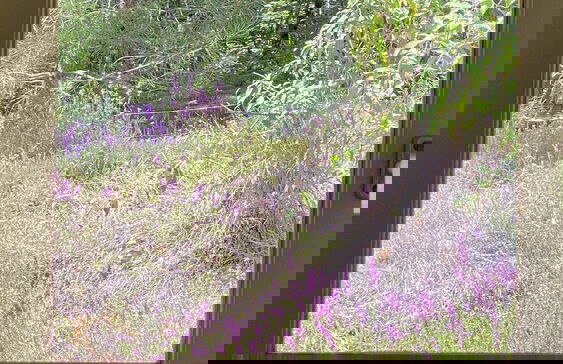 Les Hauts du Coustalier - Foto 69