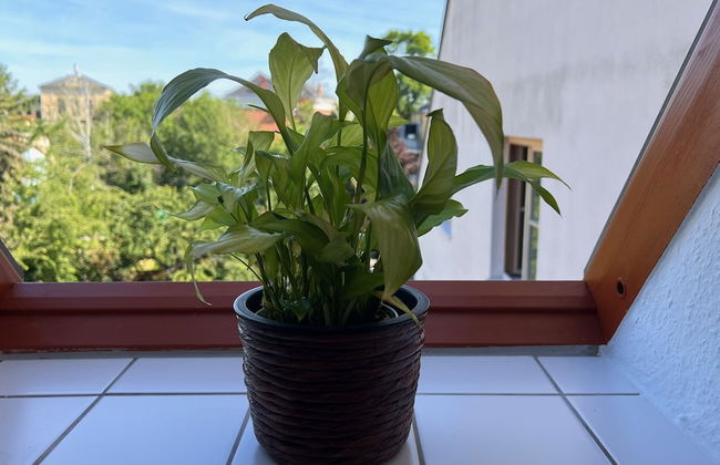 Ferienwohnung am Jacobsweg - Foto 18