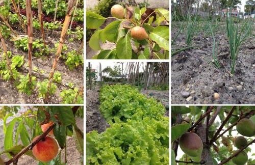 Quintinha da Evangelina - Foto 48