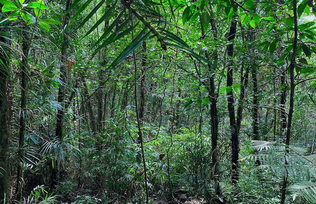 Kurunduketiya Private Rainforest Resort - Photo 22