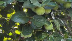 Agriturismo Alla Vigna - Foto 2